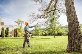 Why Choose Our Tree Removal Services in Lexington, MI?