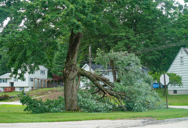 Best Tree Preservation Services  in Lexington, MI