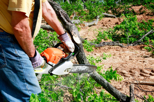 Professional  Tree Services in Lexington, MI